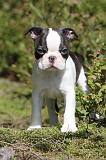 BOSTON TERRIER 151